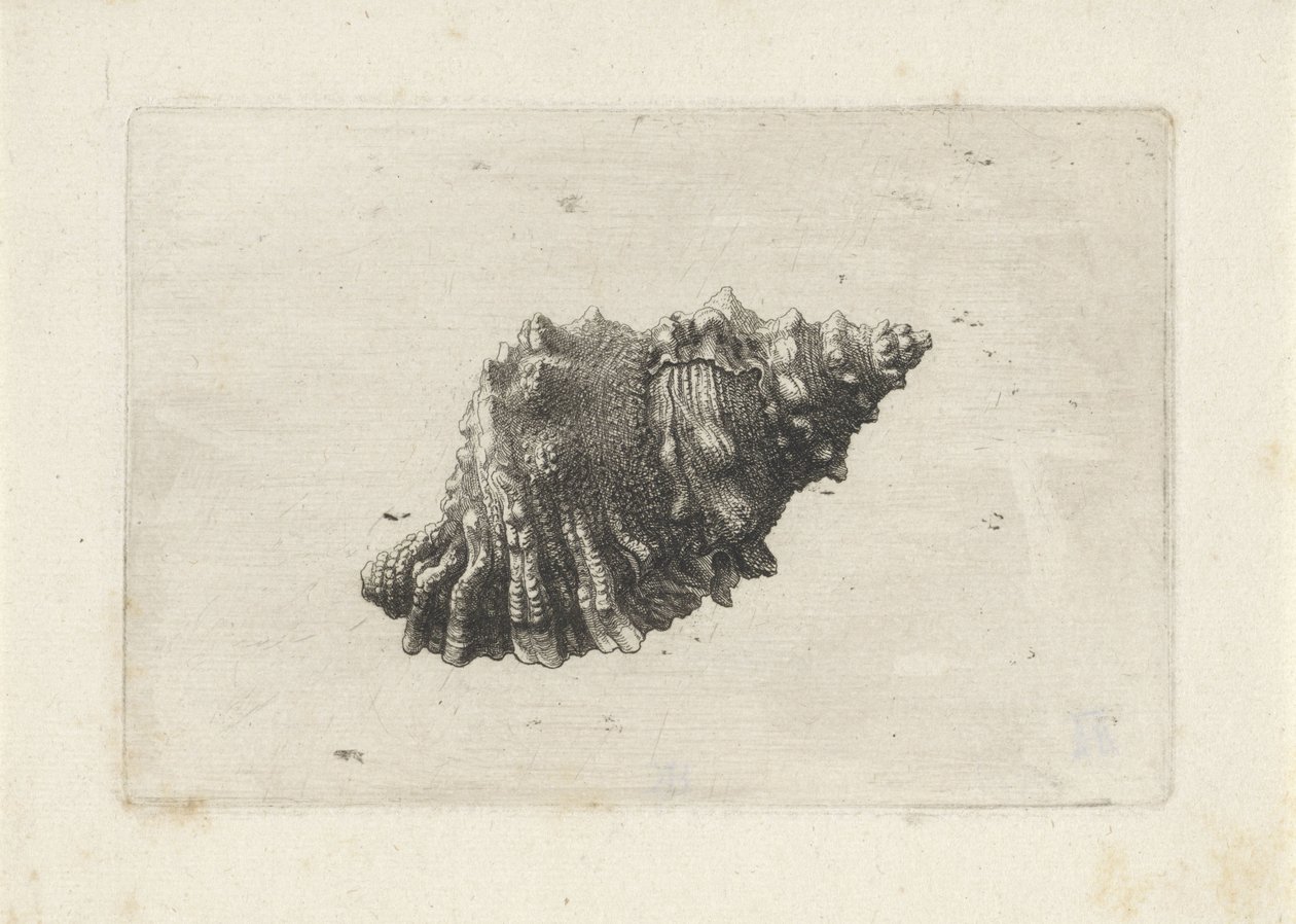 Muszla, bursa rubeta Pociski (tytuł serii) autorstwa Wenceslaus Hollar