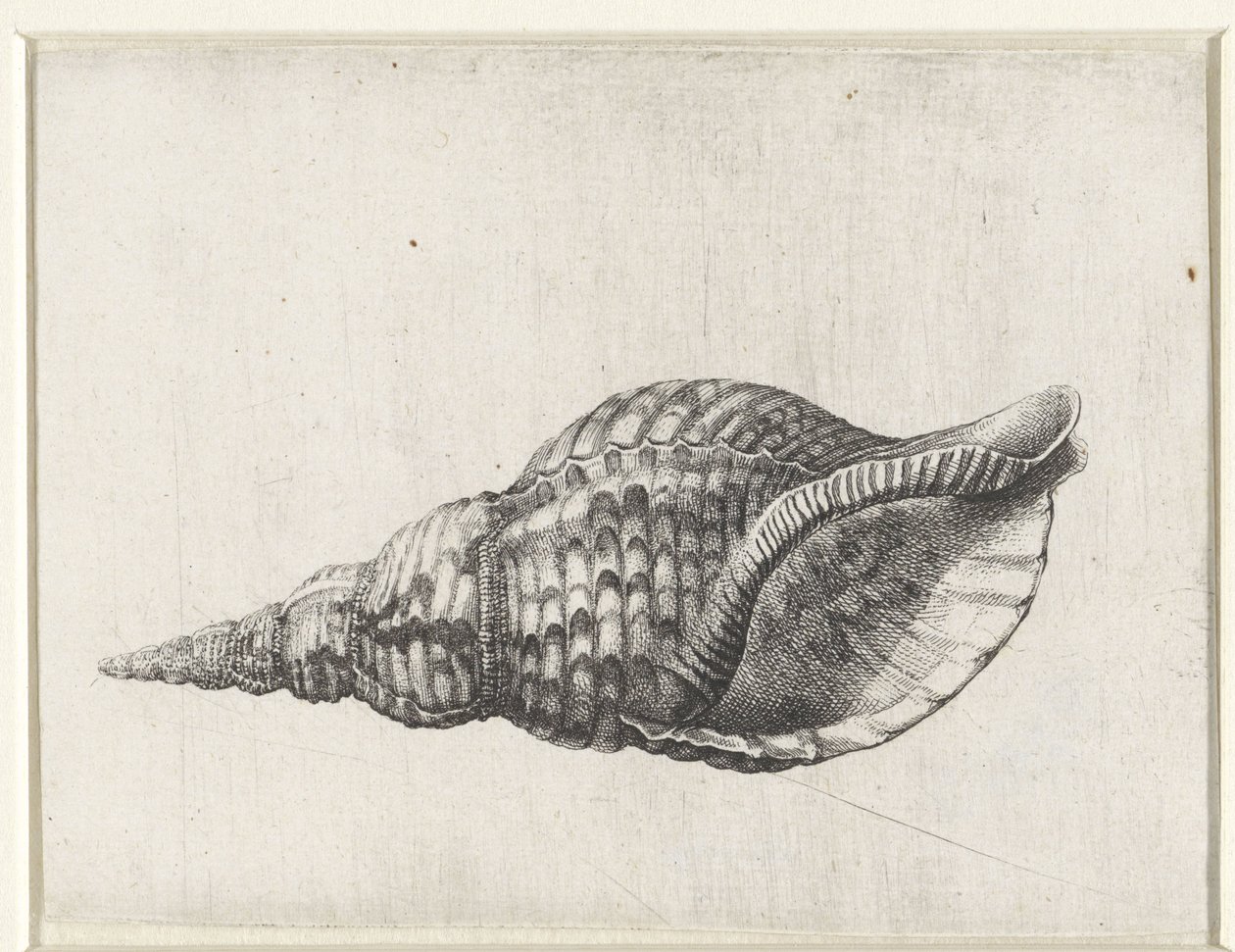 Muszla, charonia tritonis Pociski (tytuł serii) autorstwa Wenceslaus Hollar