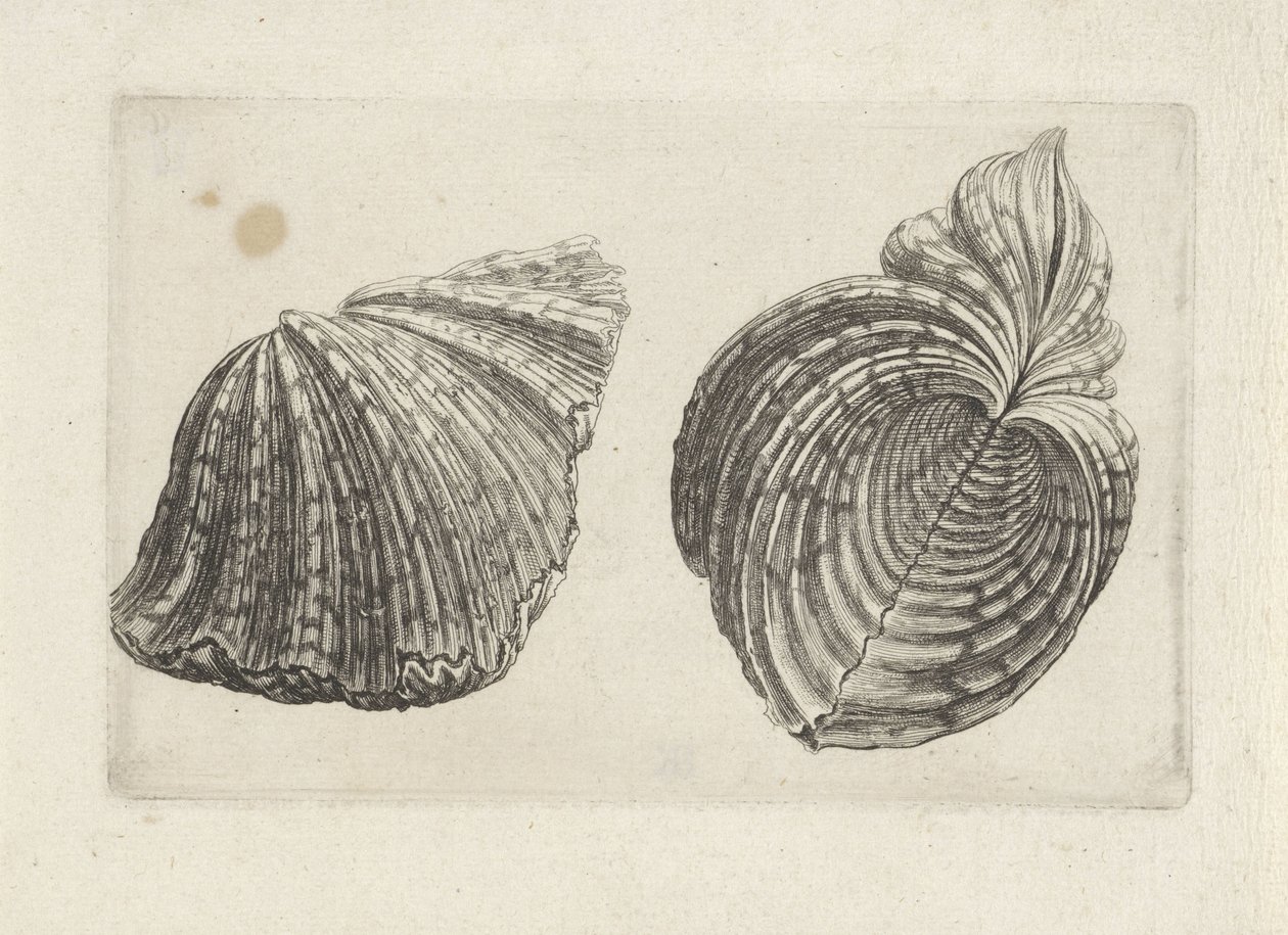Muszla, hipopotam hipopotam Pociski (tytuł serii) autorstwa Wenceslaus Hollar