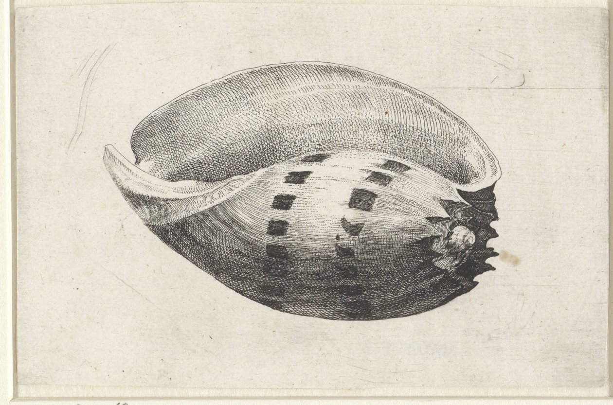 Muszla, amfora melo Pociski (tytuł serii) autorstwa Wenceslaus Hollar