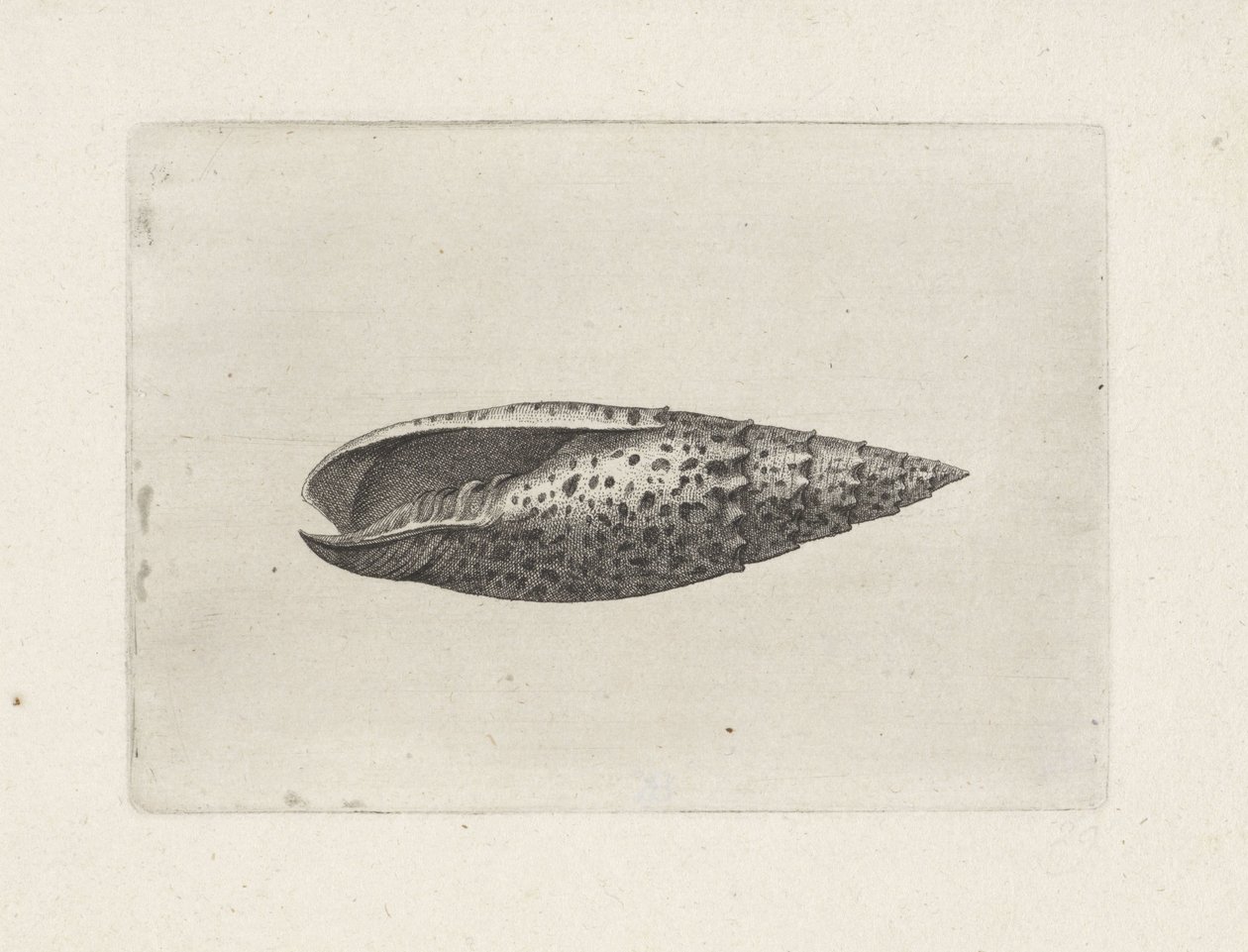 Muszla, mitra papalis Pociski (tytuł serii) autorstwa Wenceslaus Hollar