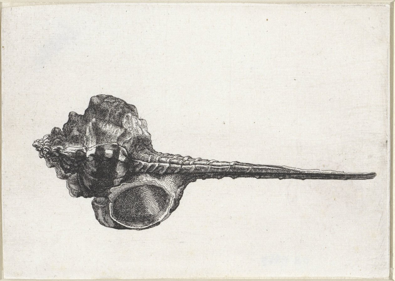 Muszla, murex haustellum Pociski (tytuł serii) autorstwa Wenceslaus Hollar