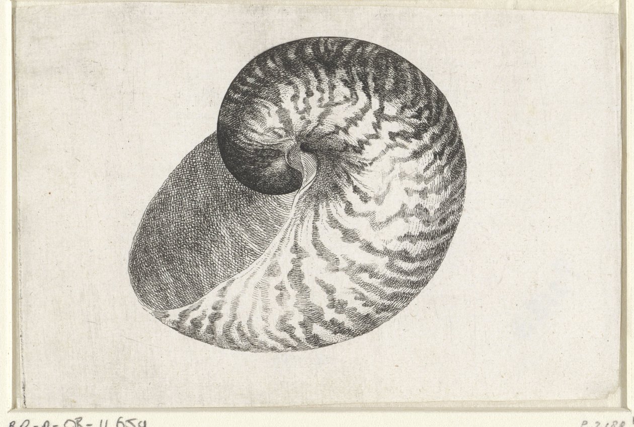 Muszla, łodzik pompilius Pociski (tytuł serii) autorstwa Wenceslaus Hollar
