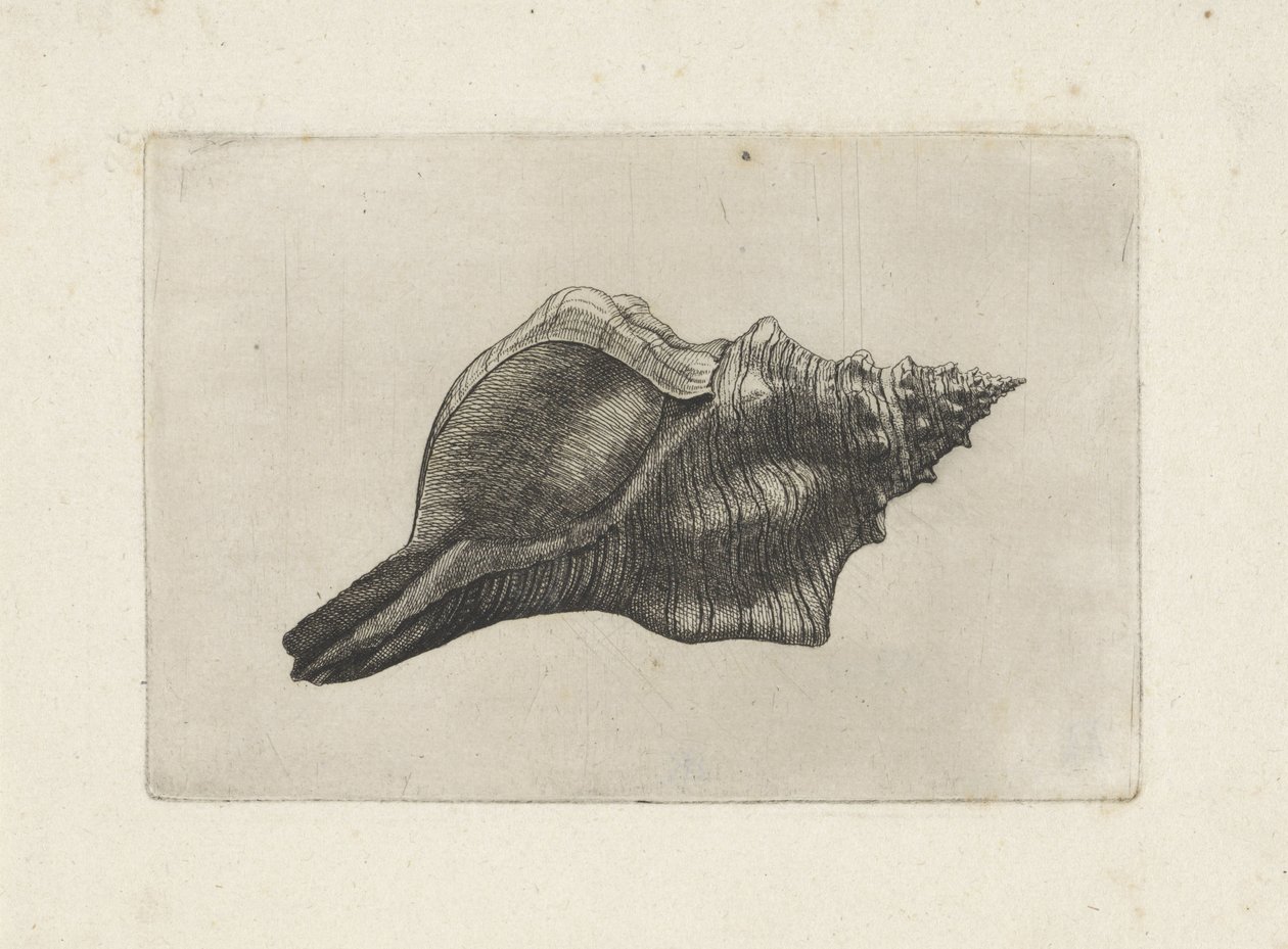Muszla, pleuroploca trapez Pociski (tytuł serii) autorstwa Wenceslaus Hollar