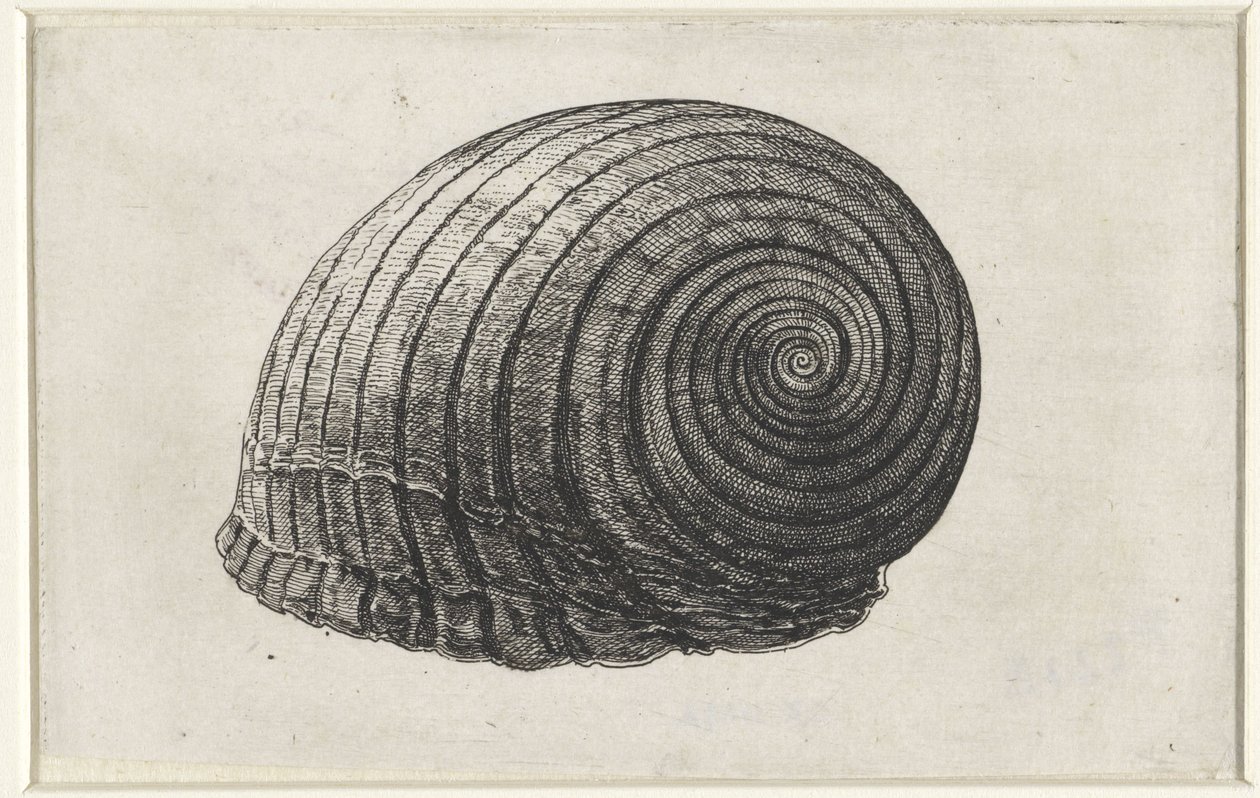 Muszla, tonna galea Pociski (tytuł serii) autorstwa Wenceslaus Hollar