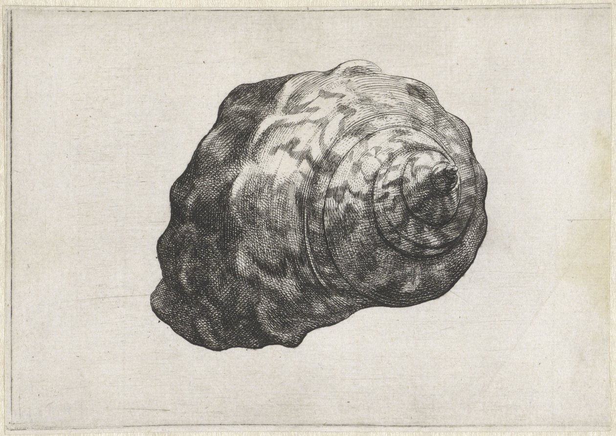 Powłoka, turbo sarmaticus Pociski (tytuł serii) autorstwa Wenceslaus Hollar