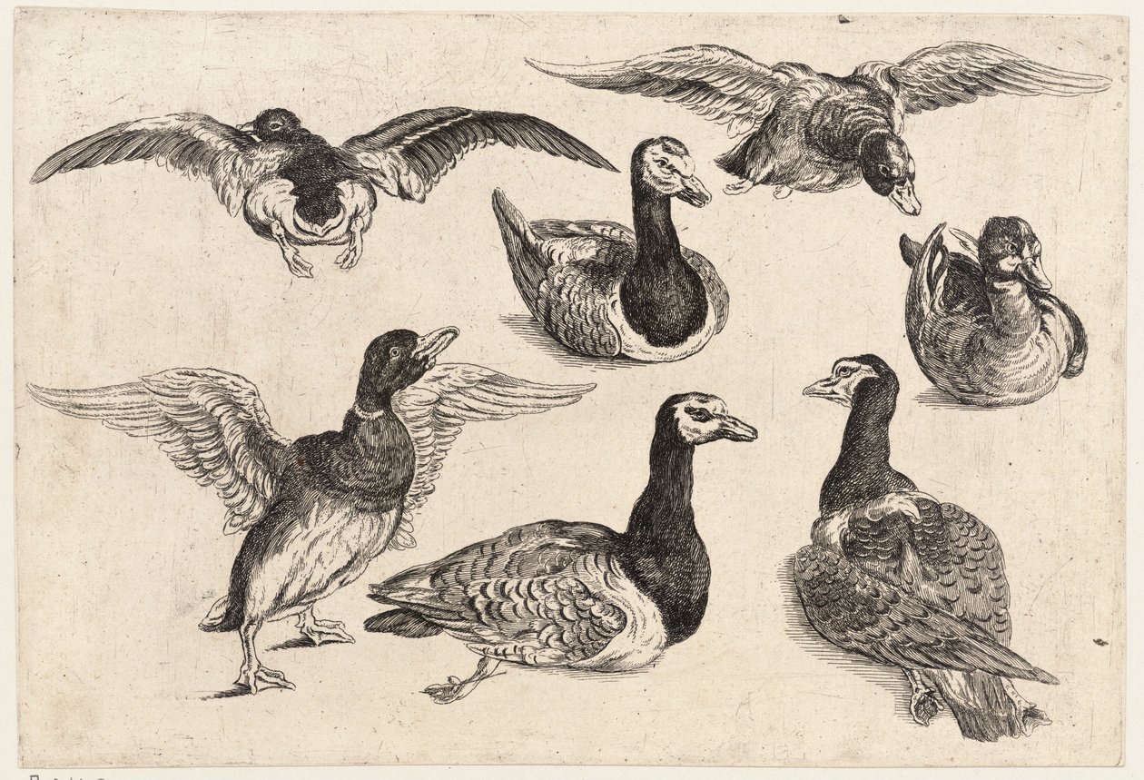 Siedem kaczek autorstwa Wenceslaus Hollar
