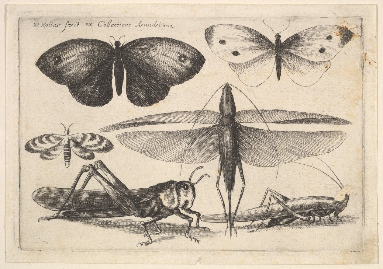Sześć owadów, 1646. autorstwa Wenceslaus Hollar