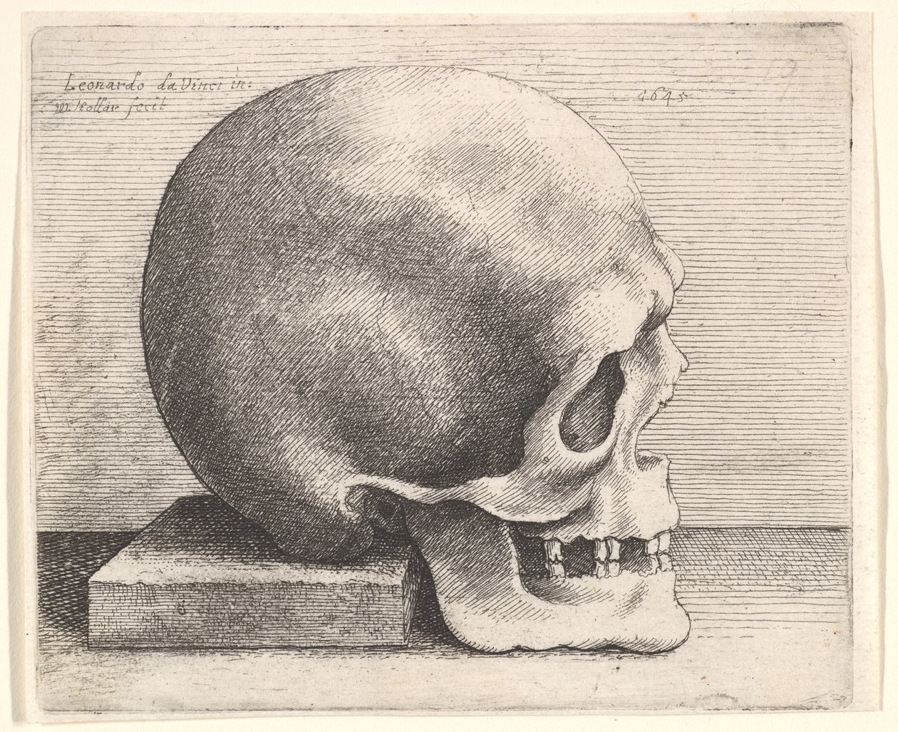 Czaszka z profilu po prawej, 1645. autorstwa Wenceslaus Hollar