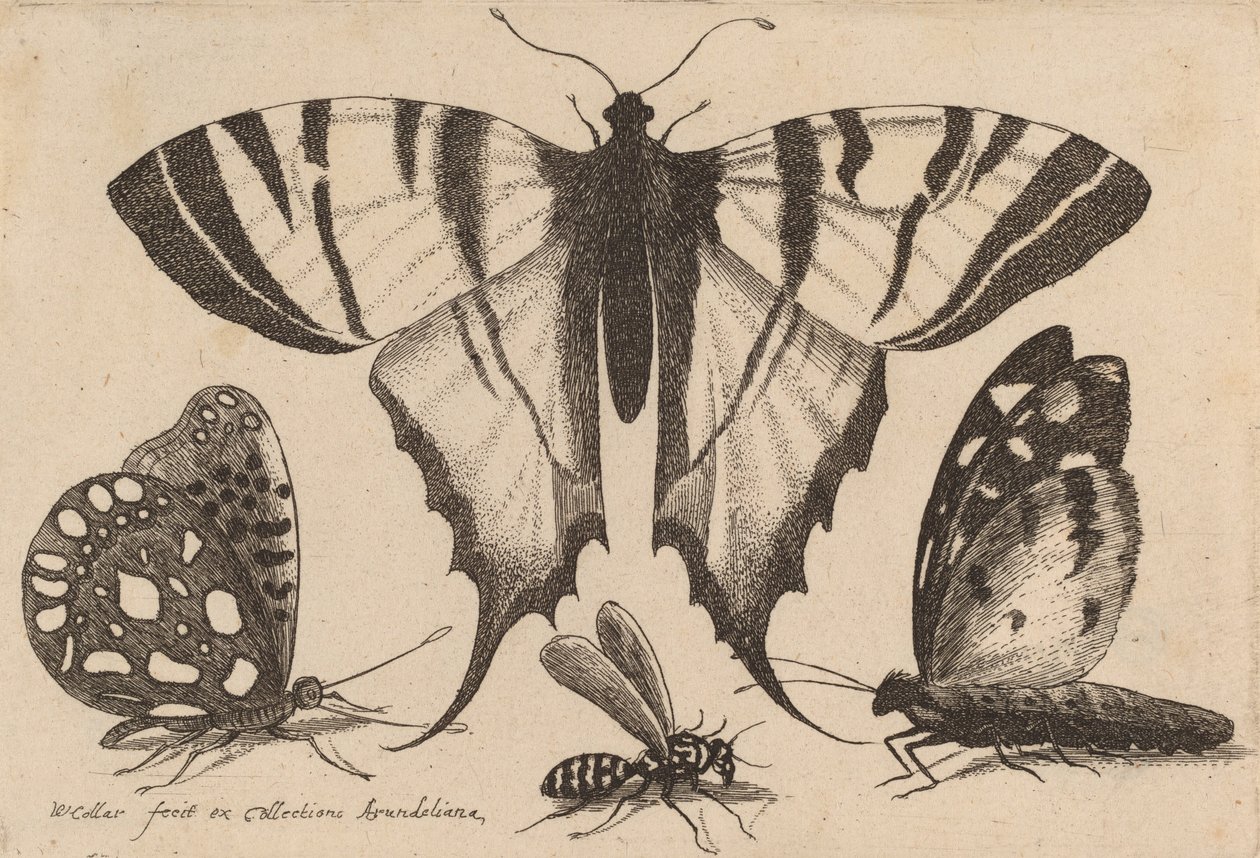 Trzy motyle i osa, 1646. autorstwa Wenceslaus Hollar