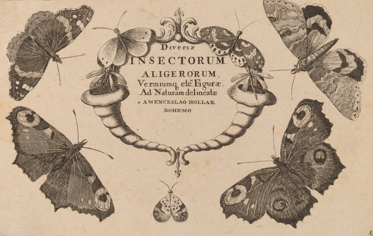 Strona tytułowa. autorstwa Wenceslaus Hollar