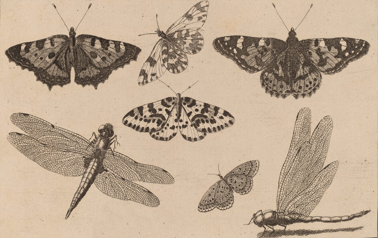 Dwie ważki i pięć motyli. autorstwa Wenceslaus Hollar