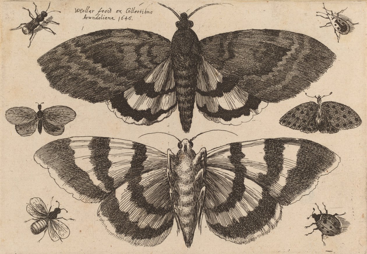 Dwie ćmy i sześć owadów, 1646. autorstwa Wenceslaus Hollar