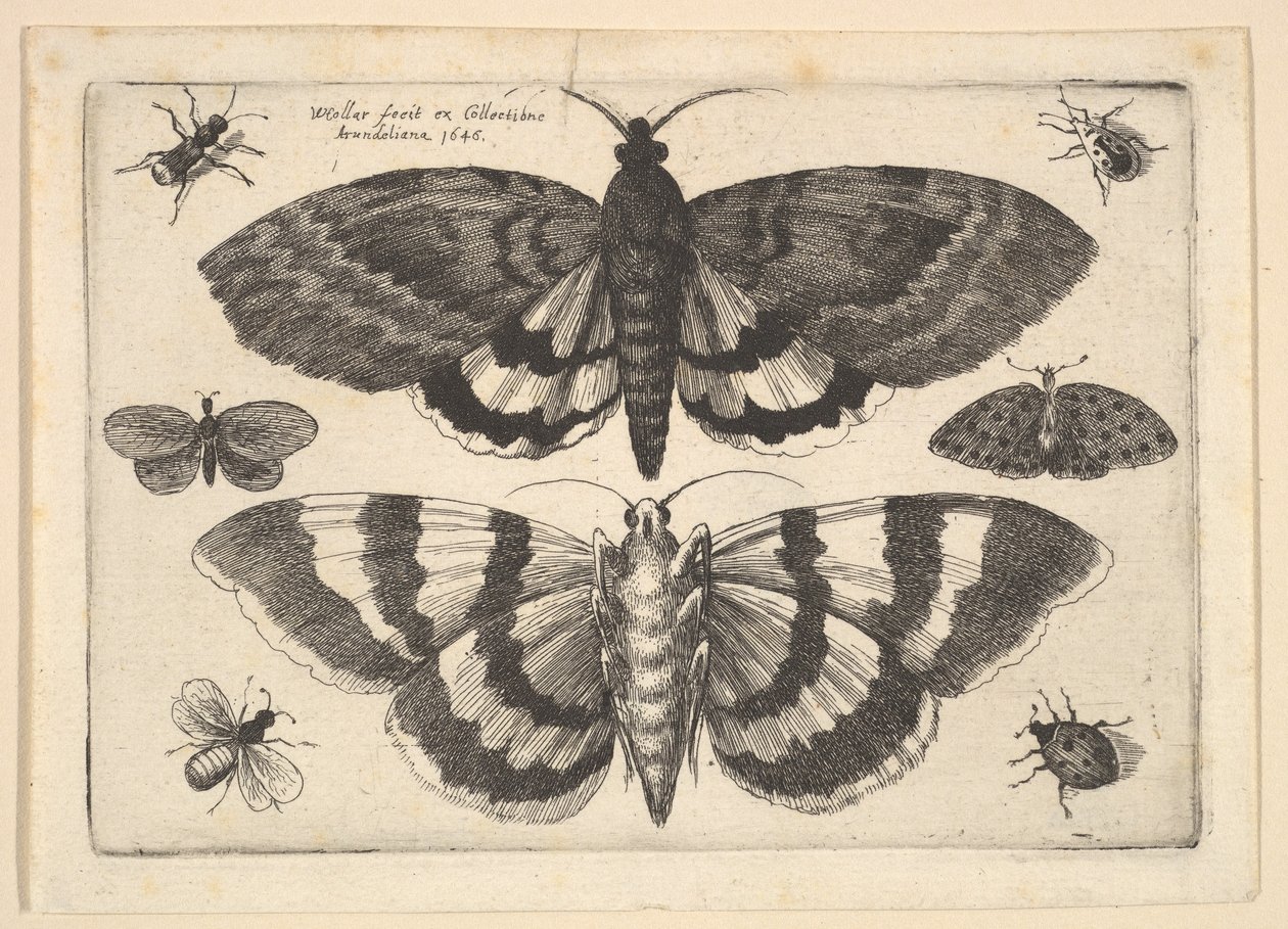 Dwa ćmy i sześć owadów, 1645. autorstwa Wenceslaus Hollar