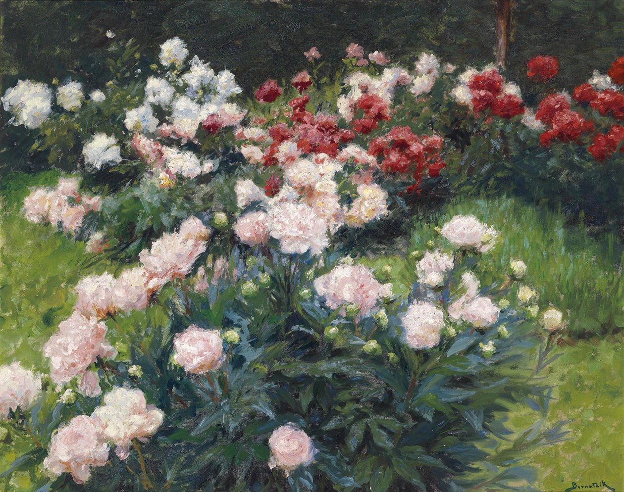 Piwonie autorstwa Wilhelm Bernatzik
