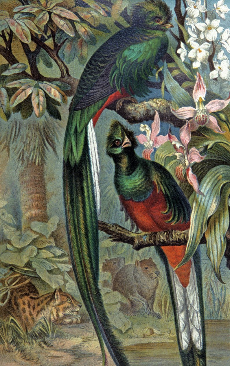 Olśniewający Quetzal, ok. 1910 r. (ilustracja) autorstwa Wilhelm Kuhnert