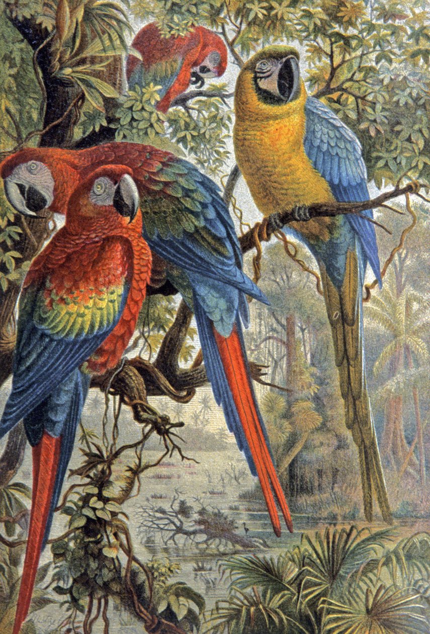 Czerwone papugi, ok. 1910 r. (ilustracja) autorstwa Wilhelm Kuhnert