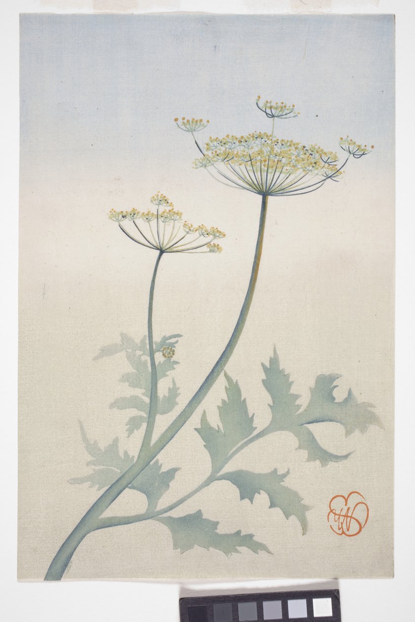Koronka królowej Anny, ok. 1908 r. (kolorowy drzeworyt) autorstwa Wilhelmina Seegmiller