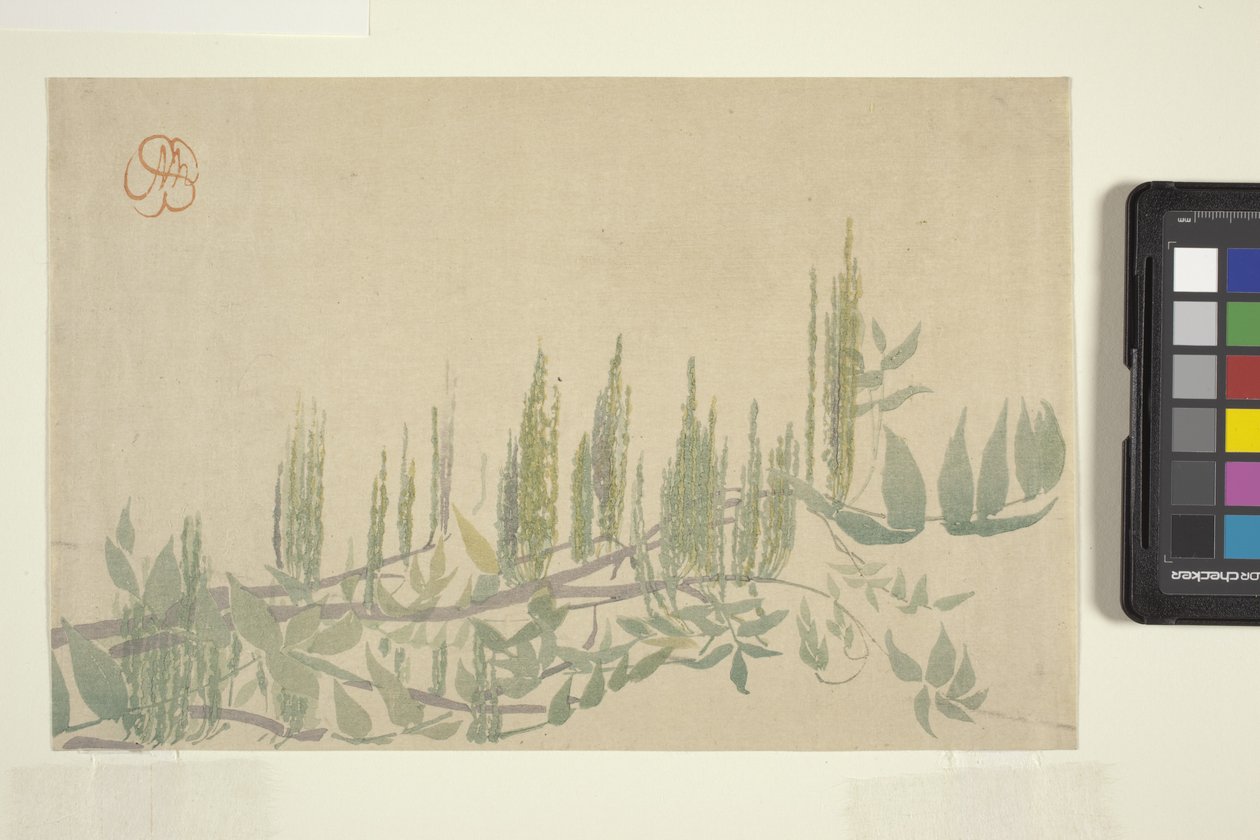 Wisteria, ok. 1908 (drzeworyt kolorowy) autorstwa Wilhelmina Seegmiller