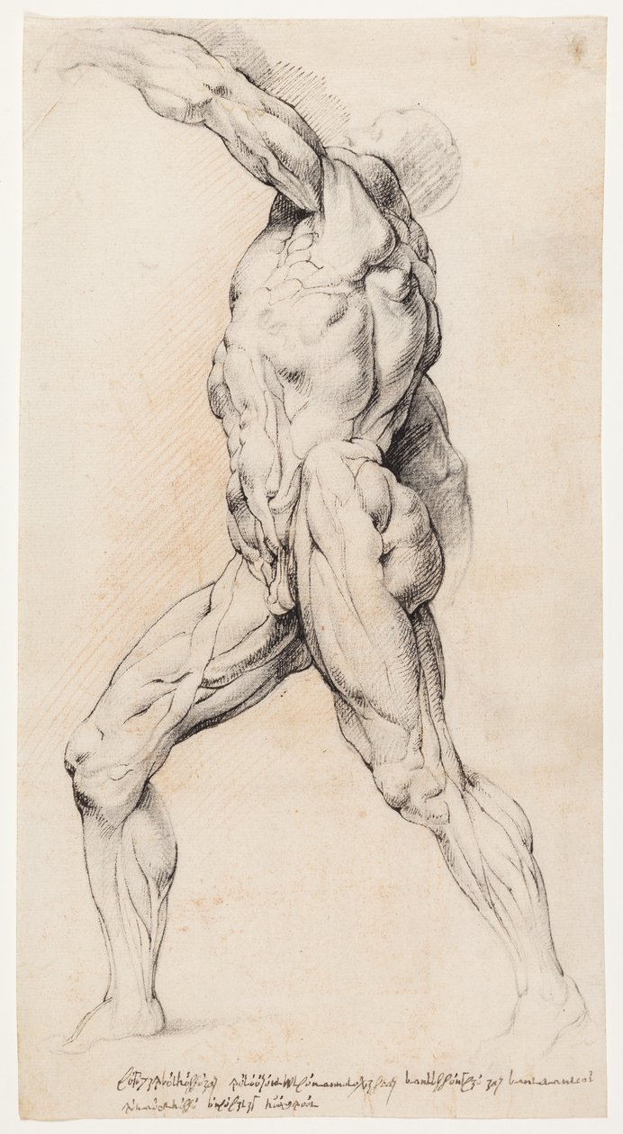 Studium anatomiczne (przekrój) autorstwa Willem Panneels