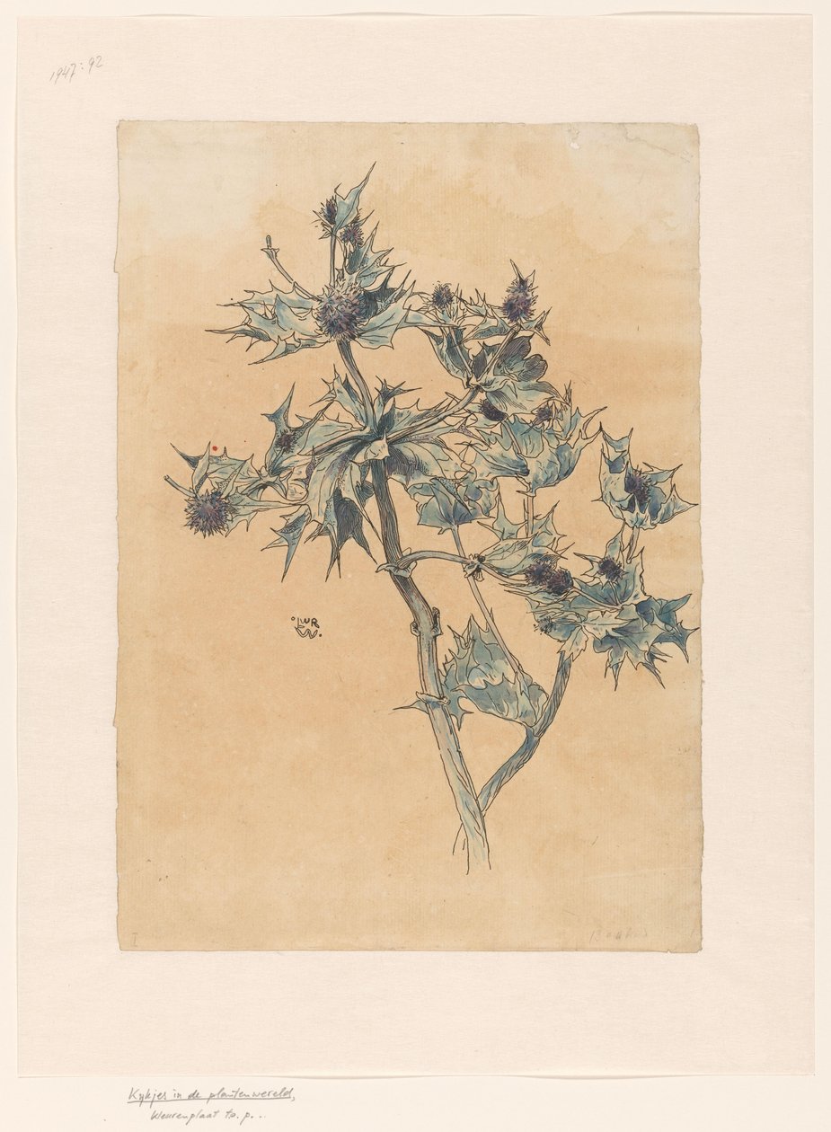osty autorstwa Ludwig Willem Reymert Wenckebach