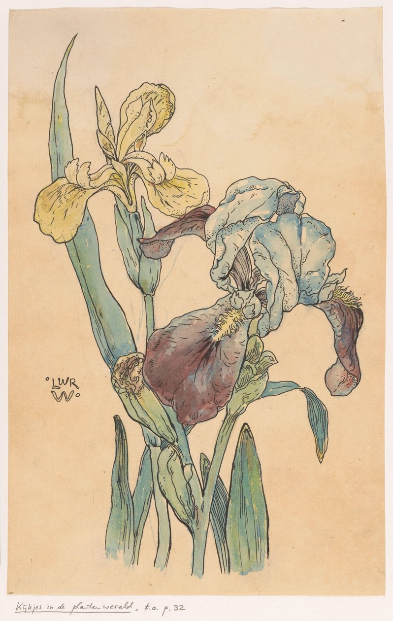 Irys autorstwa Ludwig Willem Reymert Wenckebach