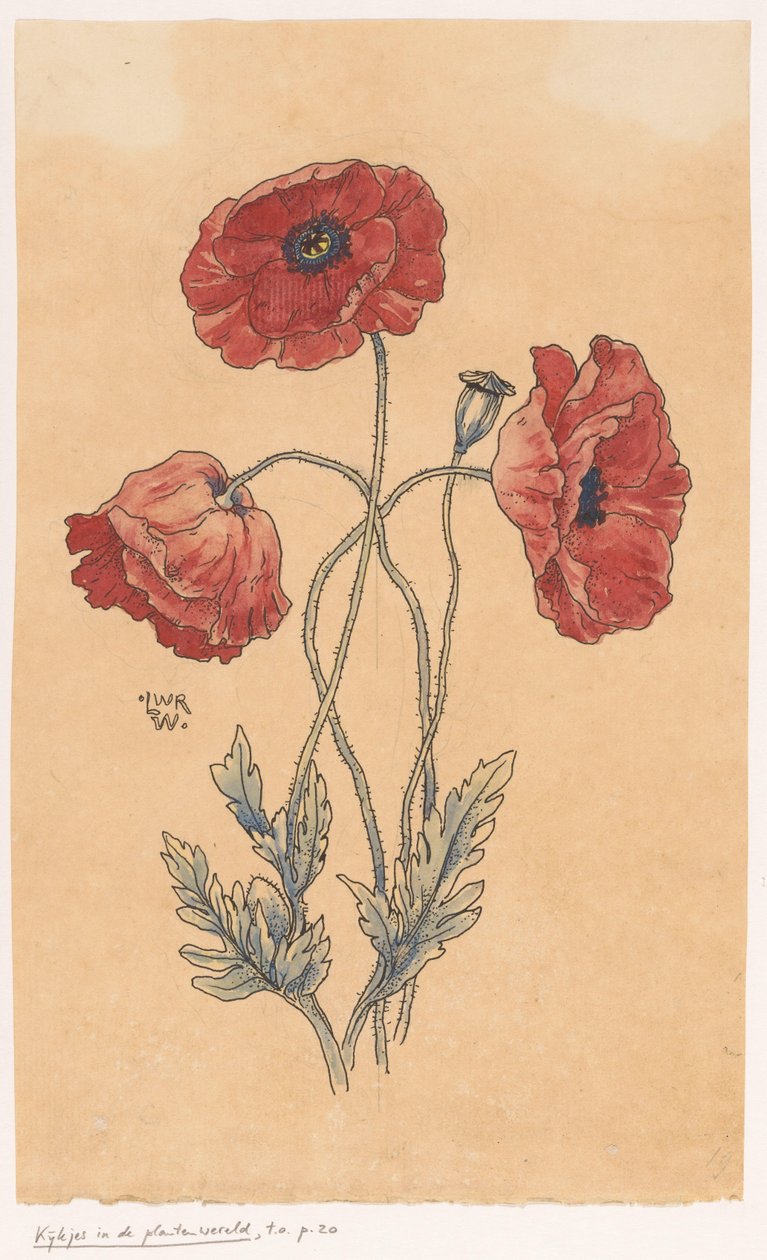 maki autorstwa Ludwig Willem Reymert Wenckebach