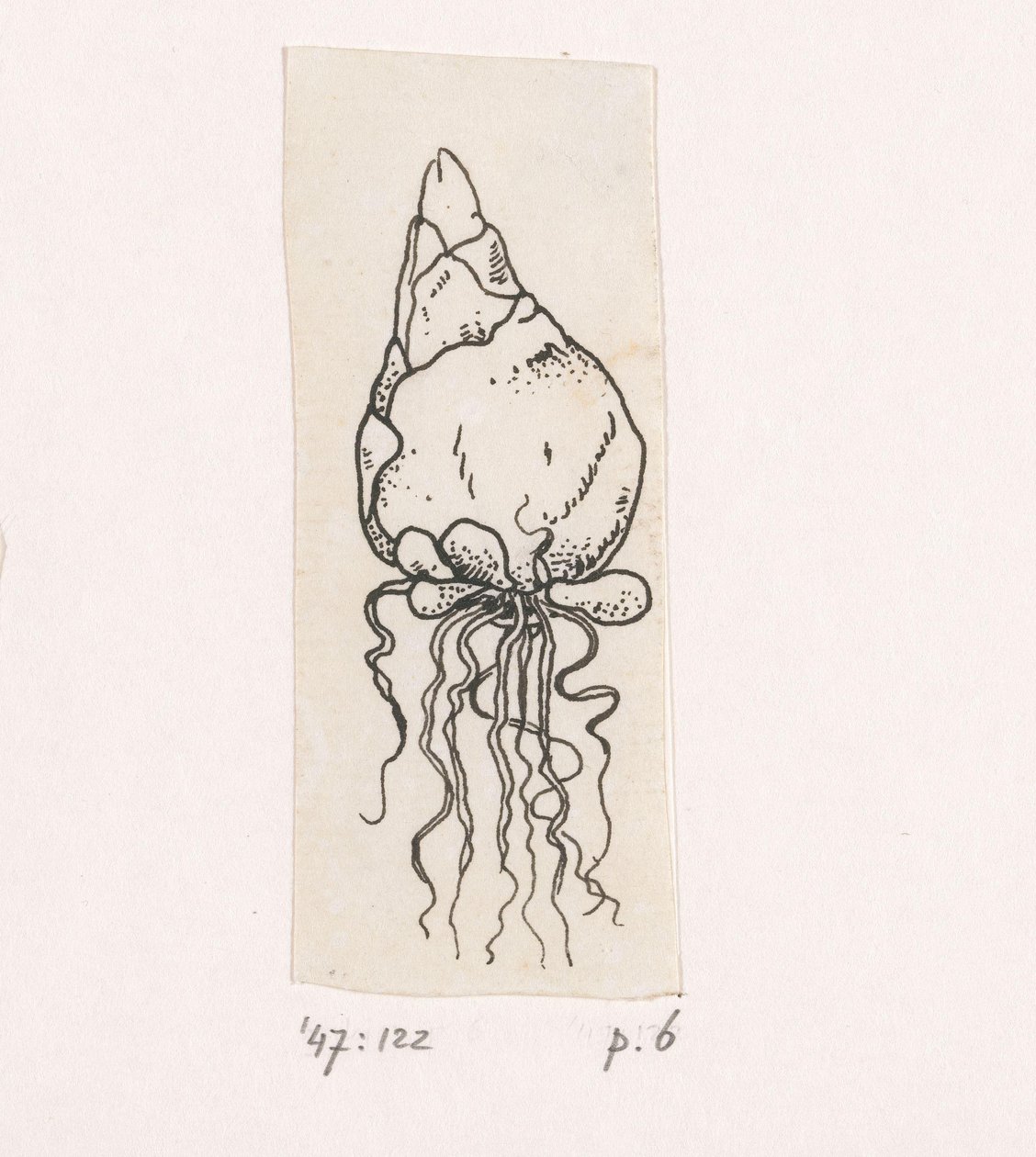 cebula kwiatowa autorstwa Willem Wenckebach