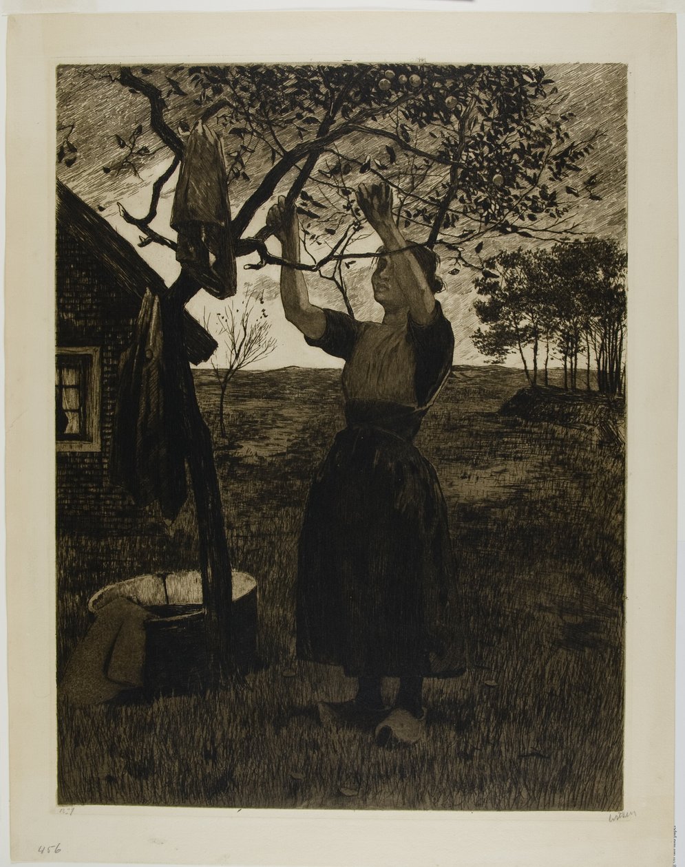 Jabłoń autorstwa Willem Arnoldus Witsen
