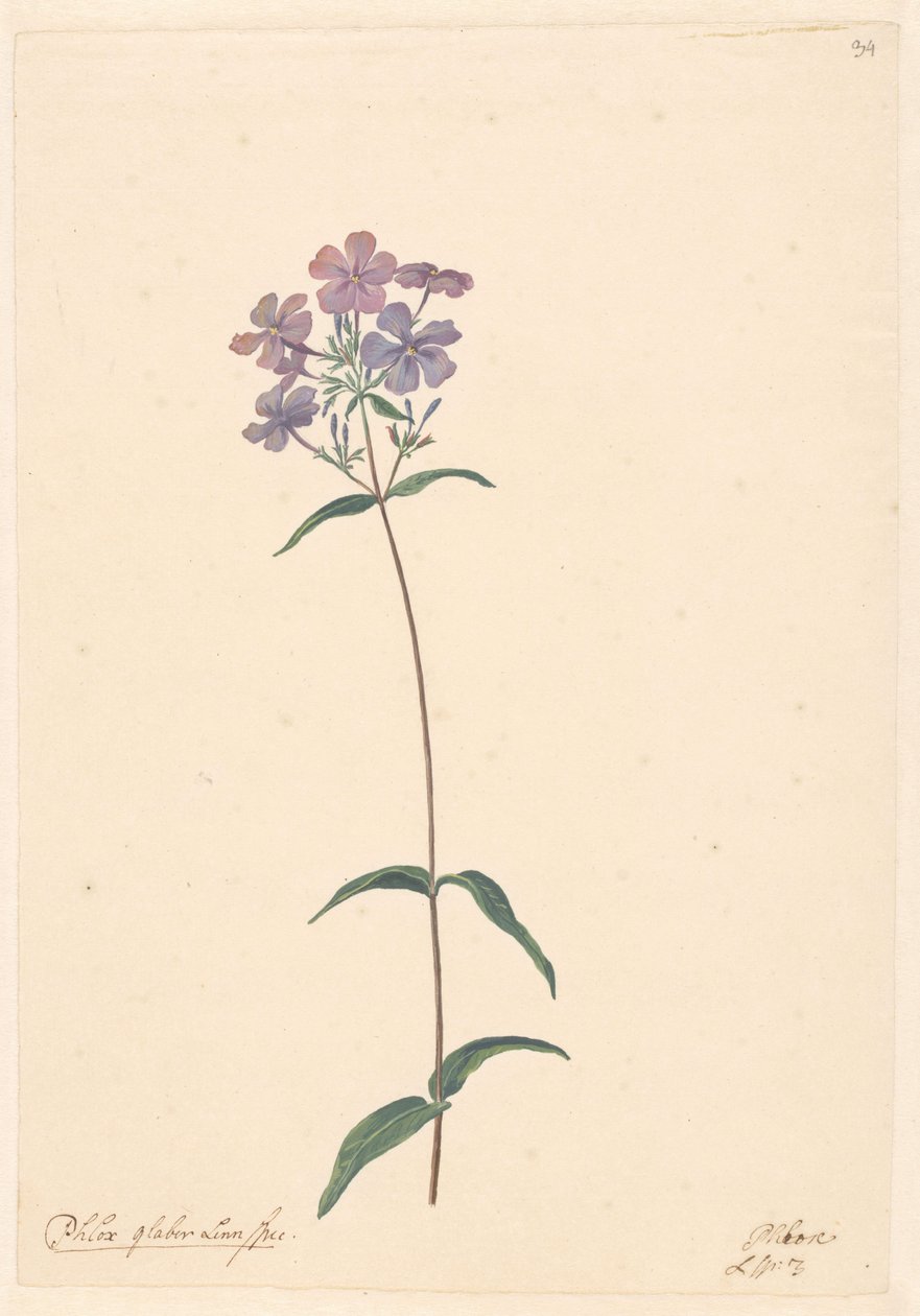 Oddział floks autorstwa Willem van Leen (attributed to)