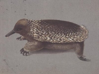 Kolczatka kolczasta, XIX w. autorstwa William Buelow Gould