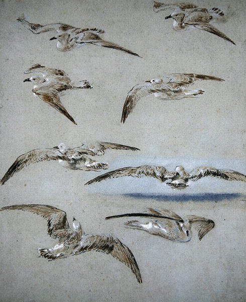 Seven Seagulls (ołówek, wc i kolor ciała na papierze) autorstwa Clarkson Frederick Stanfield