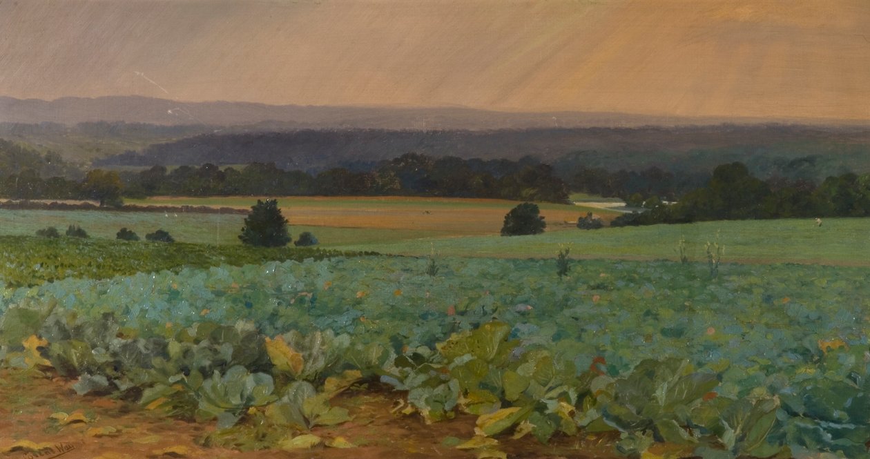 Pole rzepy autorstwa William Cosens Way