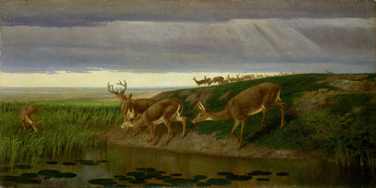 Jeleń na prerii autorstwa William Holbrook Beard