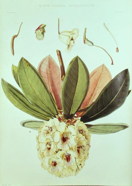 Rhododendron Wightii, z rododendronów z Himalajów Sikkimskich autorstwa J.D. Hookera autorstwa William Hooker