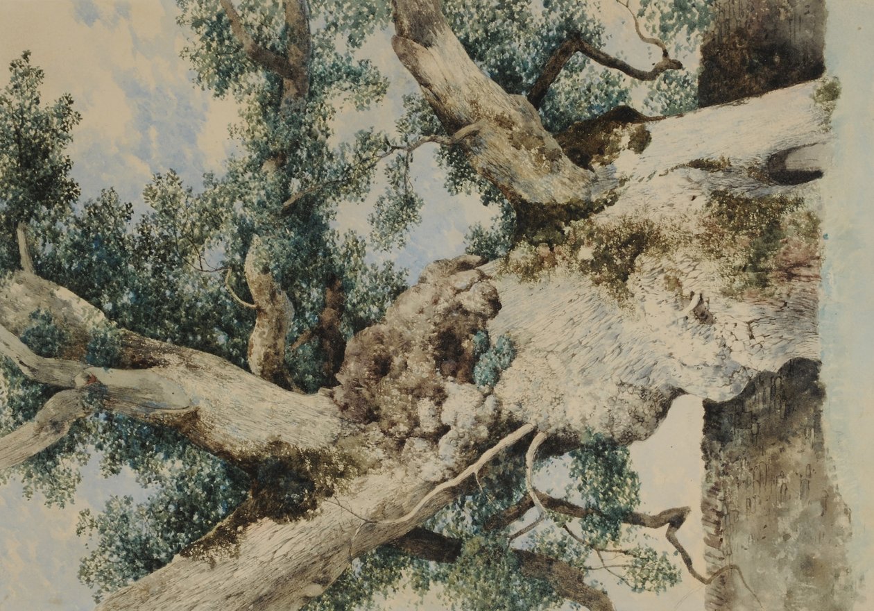 Studium dla drzewa w Rookery, ok. 1854 (wc na papierze) autorstwa William James Blacklock