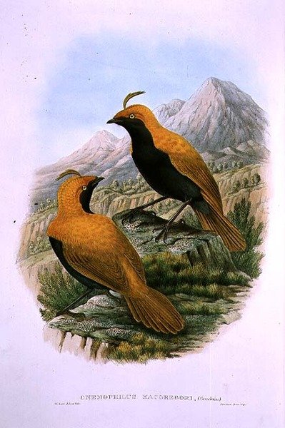Cnemophilus Macgregorii, rajski czubaty ptak autorstwa M. Hart