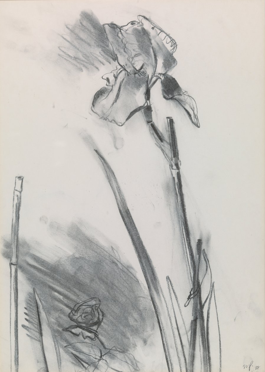 Irys 2 autorstwa William Packer