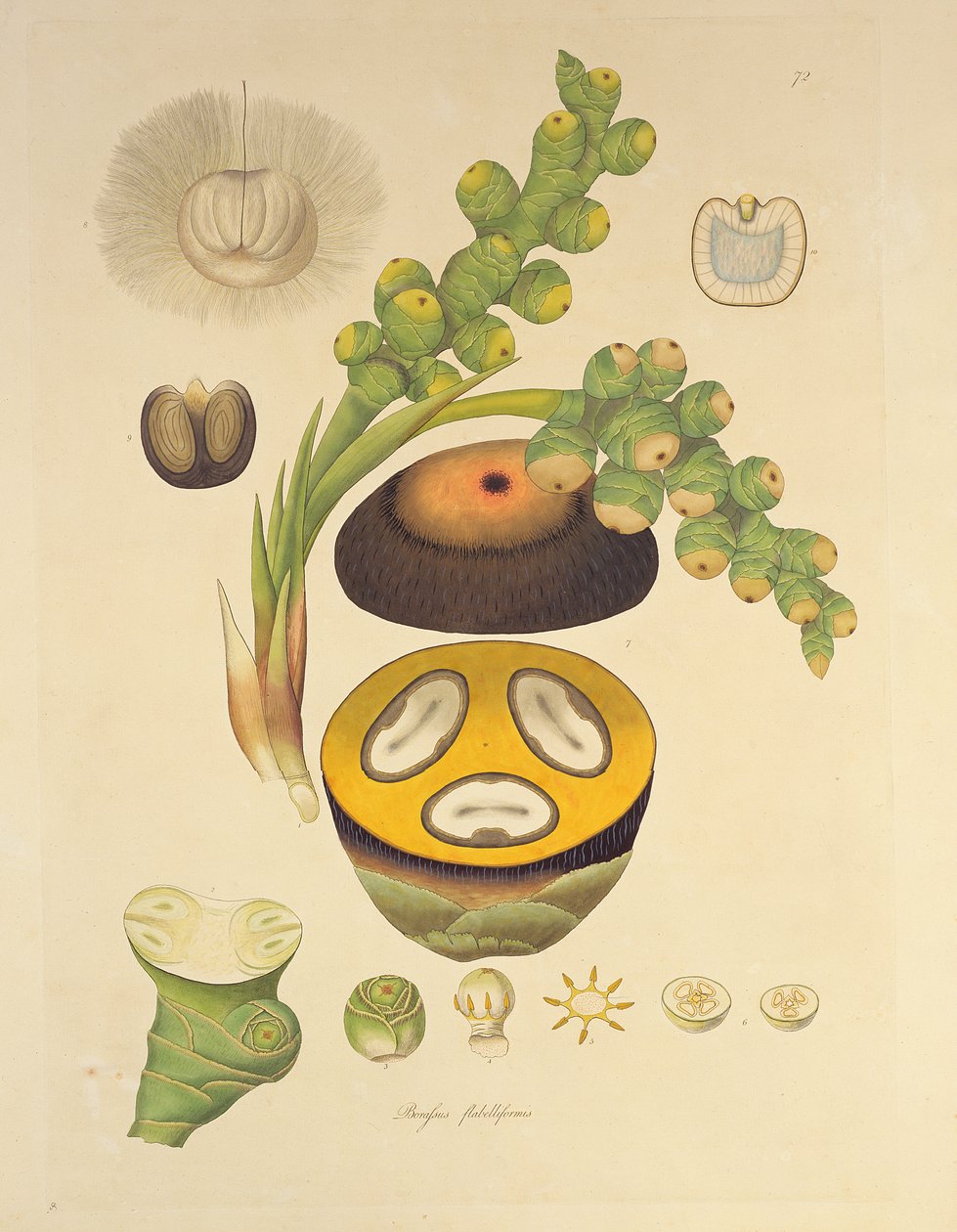 Borassus flabelliformis (Palmaira tree) ilustracja z "Plants of the Coromandel Coast", 1795 autorstwa William Roxburgh
