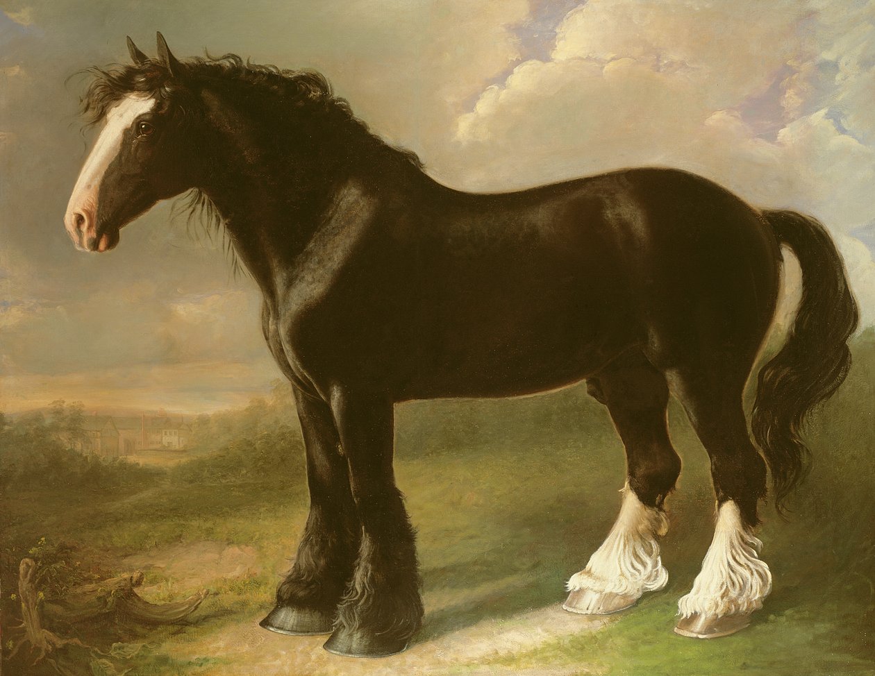 Stary angielski czarny koń autorstwa William Shiels