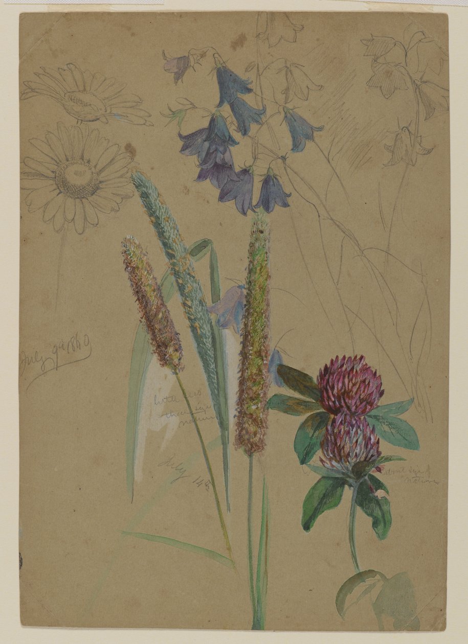 Studium kwiatowe, 1860 (grafit i toaleta na papierze) autorstwa William Trost Richards