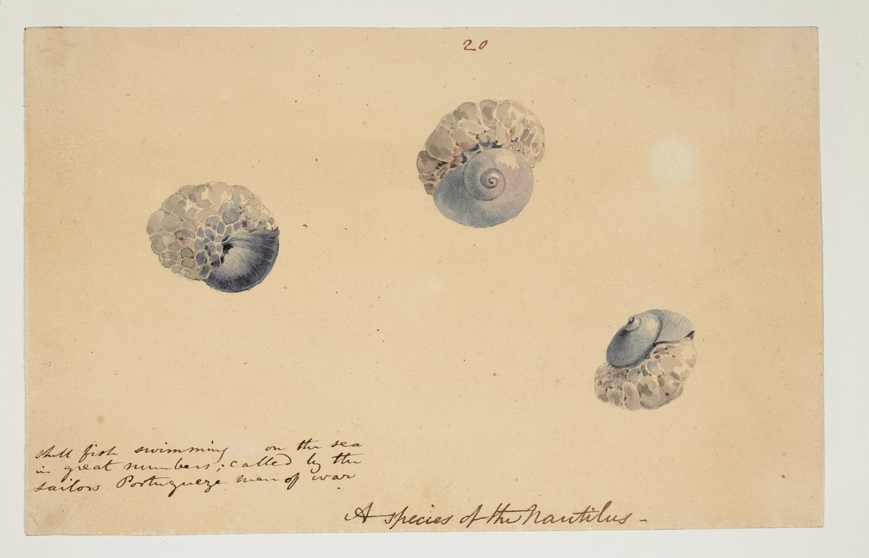 WD 961 f.20 autorstwa William Alexander