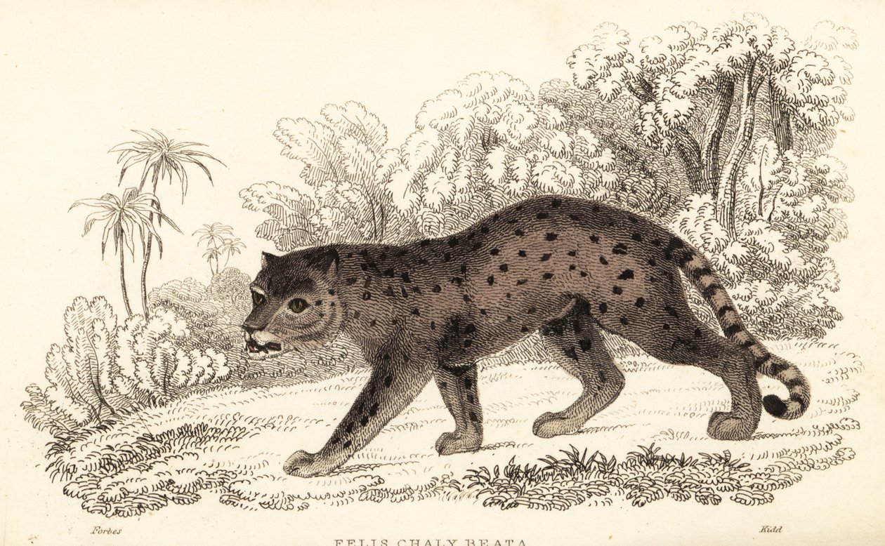 Jaguarandi, puma szanuje., 1834 (Ngaraving) autorstwa William Alexander Forbes