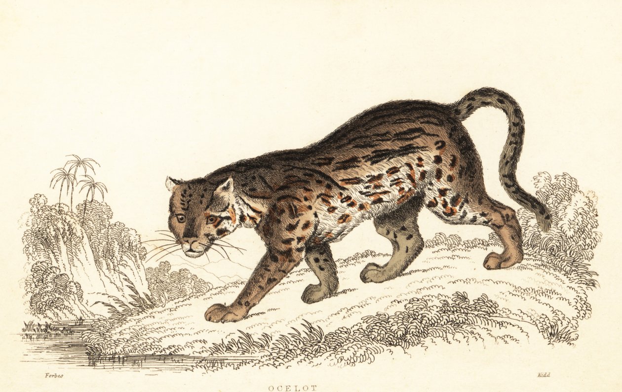 Ocelot, Leopardus pardalis.,1834 (grafika) autorstwa William Alexander Forbes