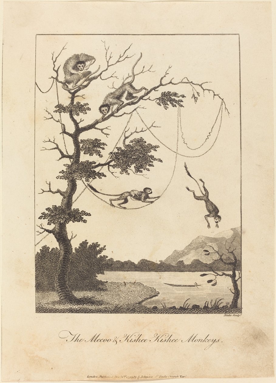 Małpy Mecoo i Kisbee Kishee, 1793. autorstwa William Blake