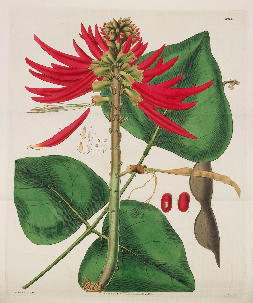 Magazyn Botaniczny, 1787-1833. autorstwa William Curtis