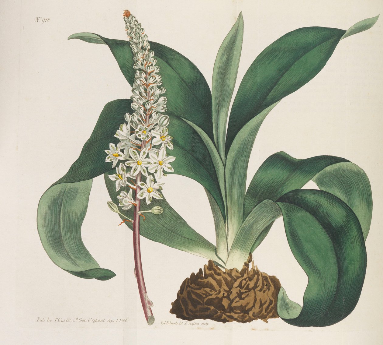 Magazyn botaniczny, 1787-1833. autorstwa William Curtis