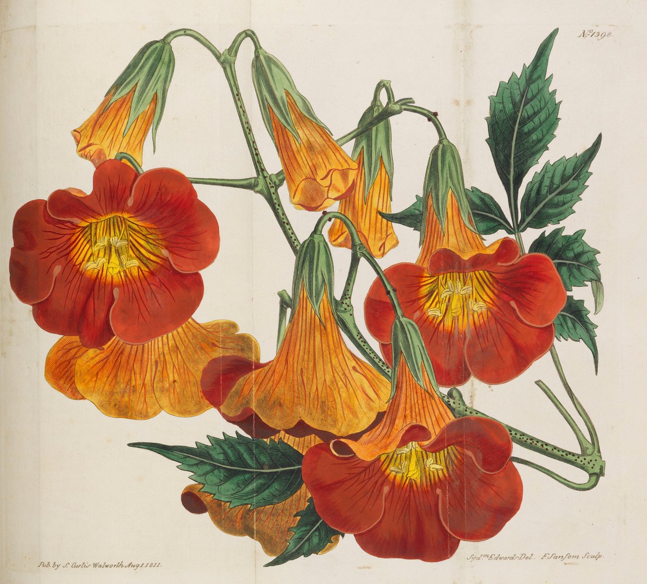 Magazyn Botaniczny, 1787-1833. autorstwa William Curtis
