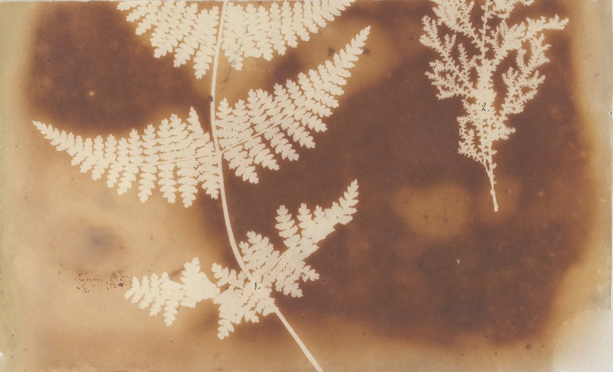 1. Paraliż. 2. Alga, 1839. autorstwa William Henry Fox Talbot