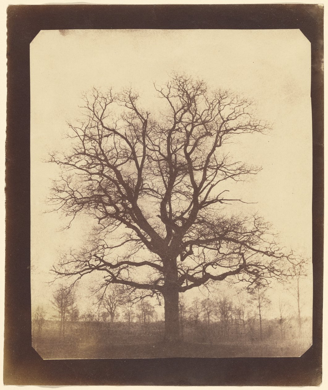 [Dąb w zimie] autorstwa William Henry Fox Talbot